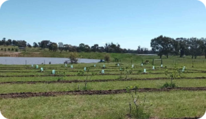 Orchard Irrigation